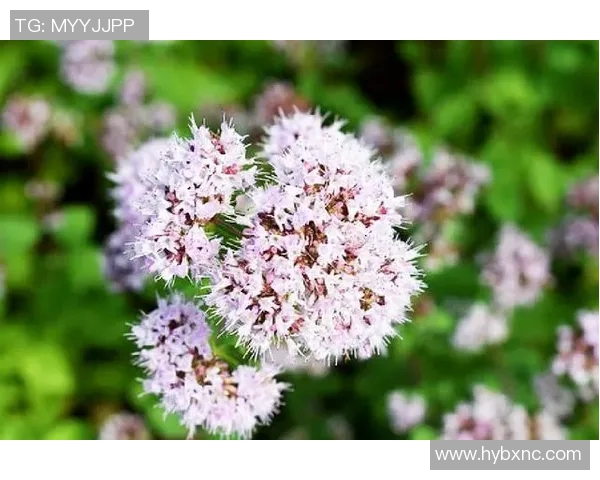 张敏独家分享:深入解析足球技巧与战术的心得体会 张敏独家分享:深入解析足球技巧与战术的心得体会